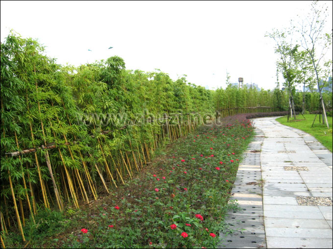 黃稈烏哺雞竹應用于廣場外圍